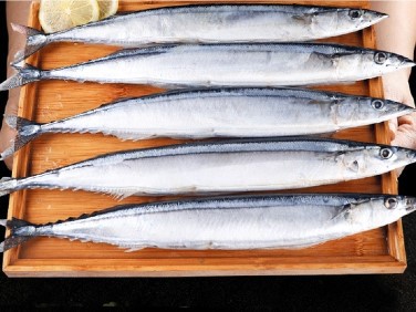 Saury Saury